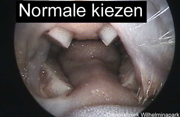 Normale stand van de kiezen van het konijn, de tong kan zich vrij bewegen